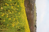 スプリングキャンプ 2016 写真