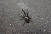 サマーキャンプ in 北海道 2015 写真