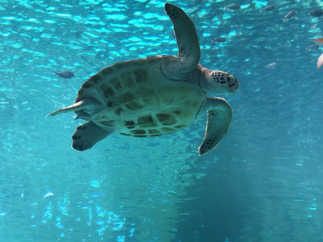 サマーキャンプ2018沖縄の写真