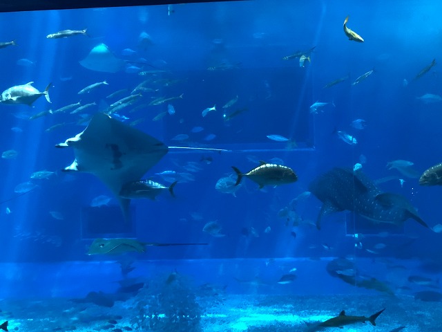 サマーキャンプ2018沖縄の写真