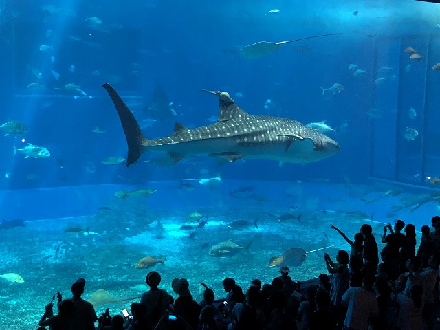 サマーキャンプ2018沖縄の写真