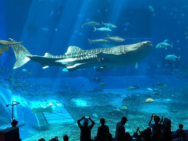 サマーキャンプ2018沖縄の写真