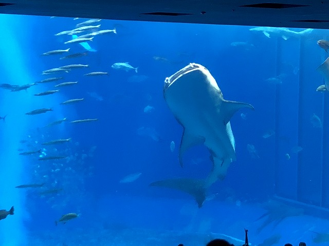 サマーキャンプ2018沖縄の写真