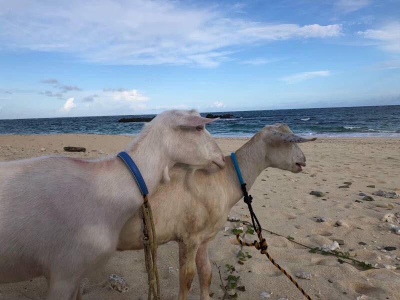 サマーキャンプ2019沖縄の写真